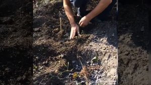 Посадка малины осень 2020, зола и фосфорно калийное удобрение, Мордовия, Кочкурово