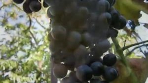 Севара - Грузинская песня