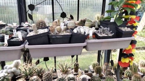 Пересадка кактусов.Лофофоры.Астрофитумы.Маммилярии.Цветение кактусов.Цереус.Опыление кактусов.