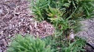 Распаковка сосны Якобсон.Питомник Веры Глуховой.