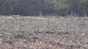 2017 (Охота с борзыми)