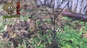 Пора копать корень лопуха!
