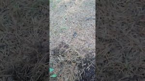 Хвойный, сосновый опад в лесу