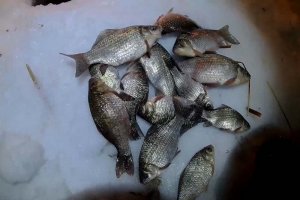 Рыбалка в новом 2022 году. Зимняя рыбалка на карася в палатке.