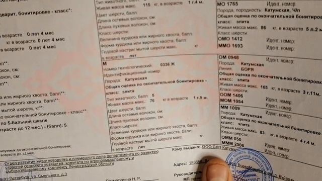 Получили из Катум по почте долгожданные племенные свидетельства на овец смотреть онлайн