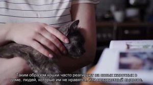 Почему кошка виляет хвостом? И еще 9 сигналов кошачьего хвоста