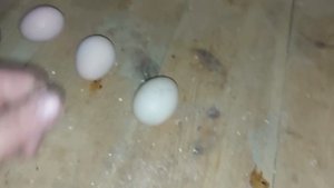Чём отличаются утиные яйца от куриных?!!! Этот комментарий нас напугал!!!!