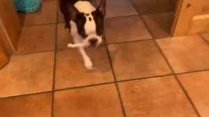 рычание собаки | Бостон Терьер | злюка | Boston Terrier barking