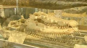 Зоологический музей, Санкт-Петербург, Россия