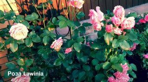 Розы. Лучшие плетистые розы моего сада.???