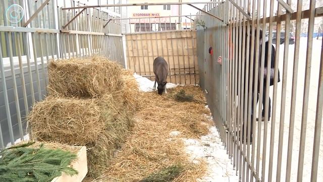 Олениху Меланью, которую спас дальнобойщик, перевезли в Барнаул на лечение смотреть онлайн