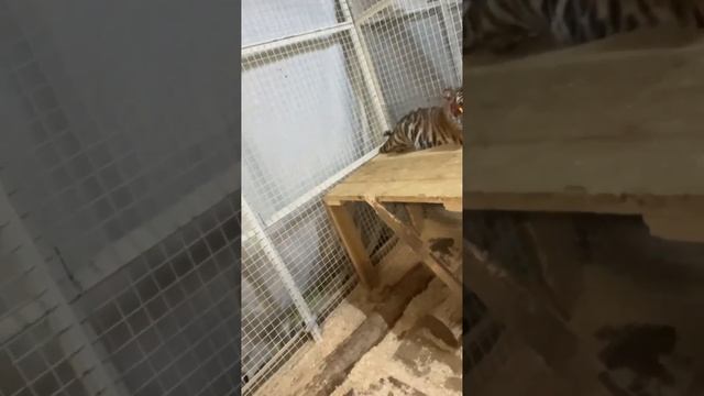 На SHAMAN чуть не напал тигр.. смотреть онлайн