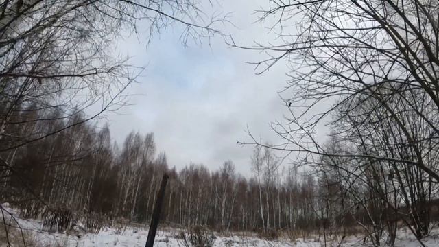 Клубная загонная охота на фазанов в Тульской области смотреть онлайн