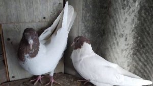 Красноголовые головатые.Red-headed pigeons.Племя на 2021год.