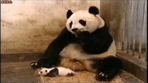 ПАНДА И ДЕТЁНЫШ!!! " PANDA AND CUB "