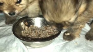 Прикорм щенков шпица натуралкой, даю в первый раз!!!