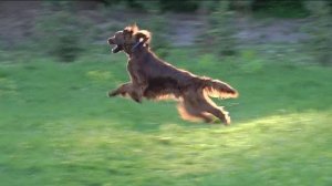 Вопрос-ответ: Вопрос про зубы собаки. Выпуск 3.