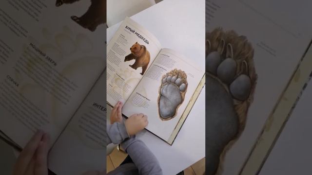 Классная книга!Огромные картинки!Как живые! #книги #животные #люблючитать