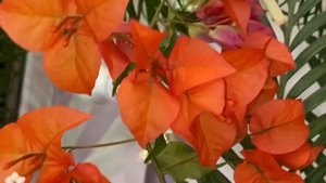 Бугенвиллия Tomato Red/Bougainvillea