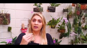 Cattleya trianae - Floração e cultivo!