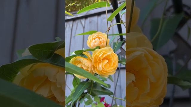 Roses that can brighten ur mood- Graham Thomas  #beautiful #yellow #garden #inspiration #roses