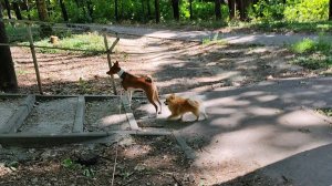 Прогулка в кайф, когда собаки умнички. Лео и Фокс