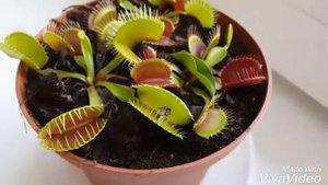 Венерина Мухаловка ест муху🌿