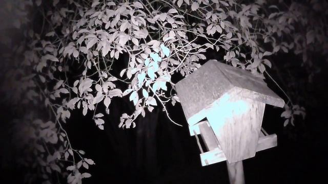 Жела Live Stream смотреть онлайн