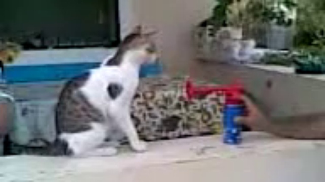 Прикол с кошкой