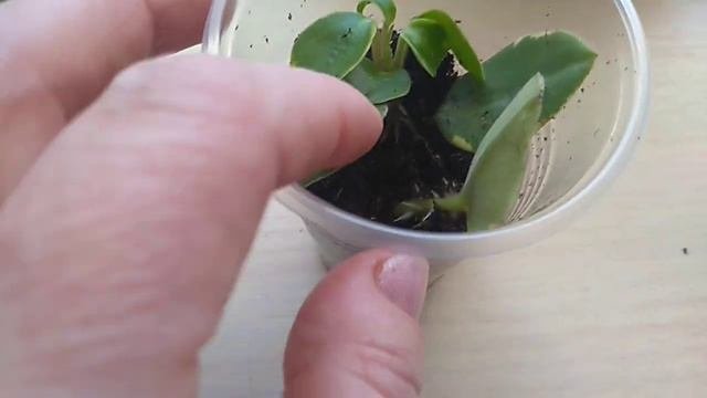 Результат укоренения Пиперомии .