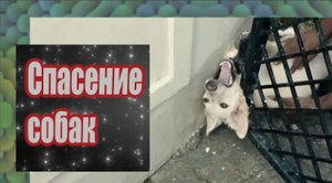 Спасение собак