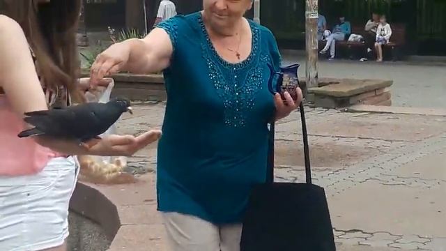 Кормление голубей. смотреть онлайн