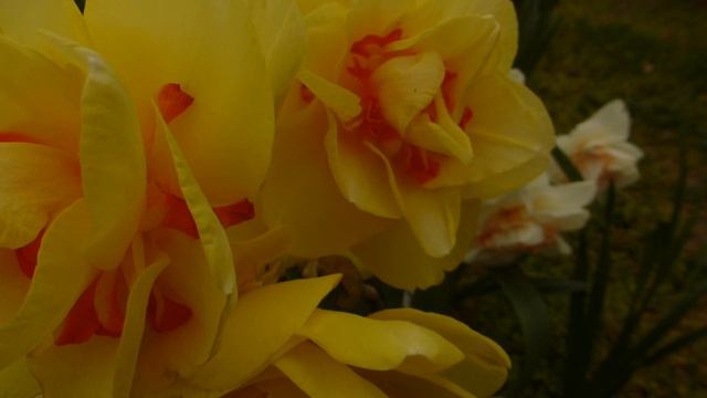 Нарцисс Техас. смотреть онлайн