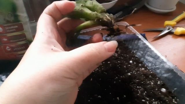 Стапелия. Пересадка. смотреть онлайн