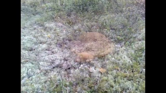 Грибы в тундре смотреть онлайн