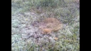 Грибы в тундре