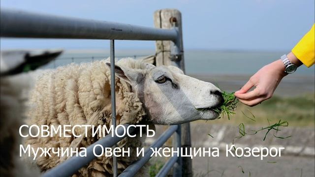 Совместимость мужчины Овна и женщины Козерога смотреть онлайн