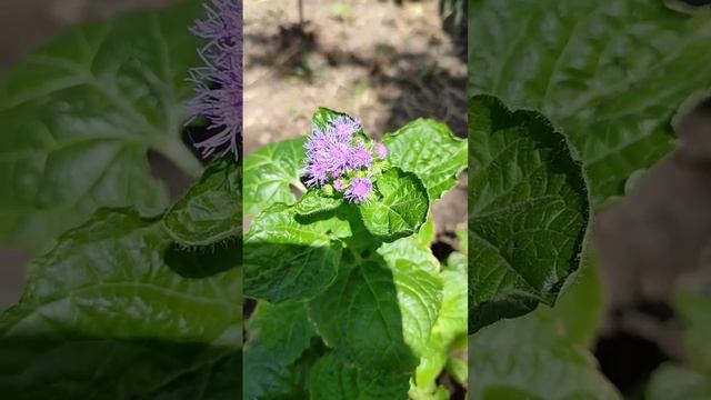 Агератум из Семян  Начинают Появляться Цветы #агератум #цветы #ageratum