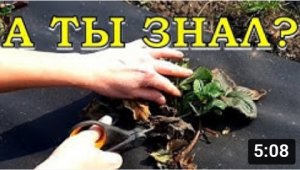 КЛУБНИКА: обязательно сделайте это весной???