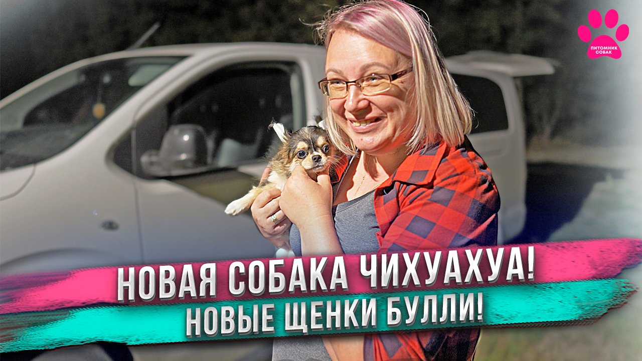 Новые морды на канале! Одна чихуахуа и пять американских булли! Кто такие и откуда они взялись?