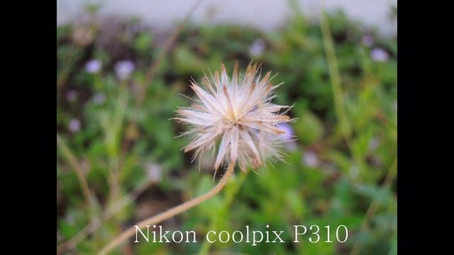 nikon p310 photo slide 1 смотреть онлайн