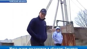 Ослов на мясо жесть.