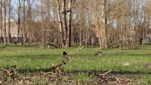 Срочно. Орёл в Риге ? Хищная птица уносит животных, прямо из балкона / Ērglis Rīgā aiznes dzīvnieku
