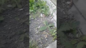 Болезни пчел вирусный паралич