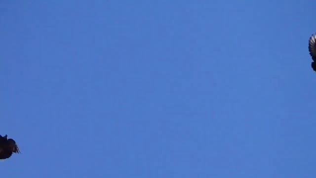 Полет голубей 14.09.2020 смотреть онлайн