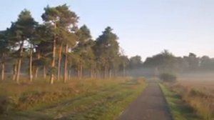 Пение Соловья в лесу / Утреннее пение соловья / Соловушка