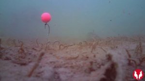 Камера Water Wolf . Съемки под водой.