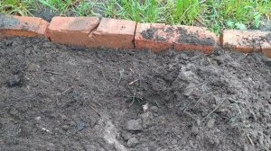 Туя из семян. Высадка саженцев в открытый грунт