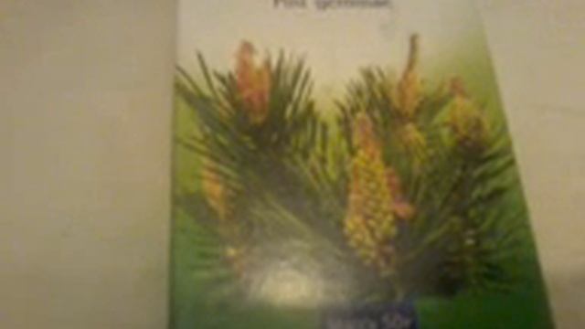 Лечение сосновыми почками ( народная медицина ) смотреть онлайн