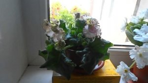 Цветы в доме. Цветение фиалки (сенполии).